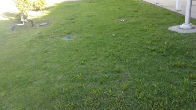 The same lawn fully green 29 days after treatment