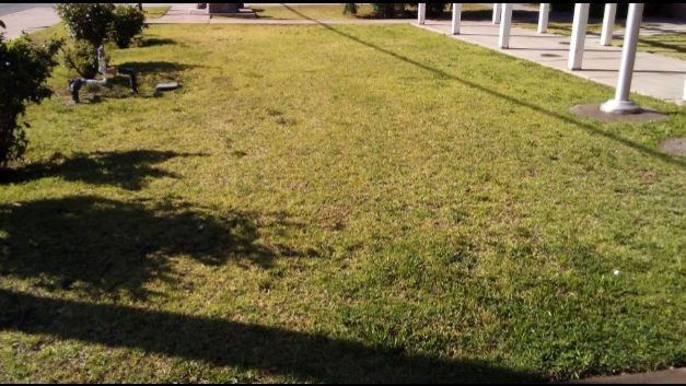 The same lawn greening up 7 days after treatment