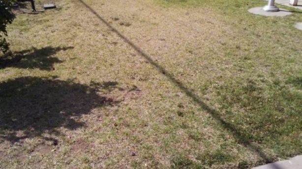 Patchy, dormant lawn at Tularosa City Hall before treatment